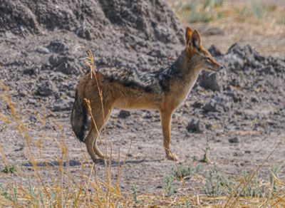 Black back jackal 738-Edit.tif