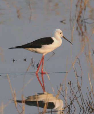 Blackwing stilt 2531-Edit.tif
