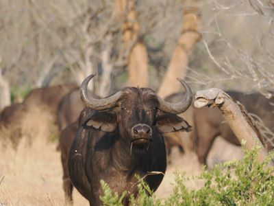 Buffalo 2226-Edit.tif