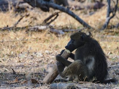 Chacma baboon 703-Edit.tif