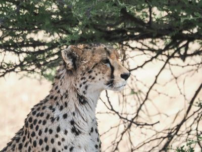 Cheetah 641-Edit.tif