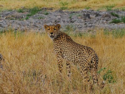 Cheetah 850-Edit.tif