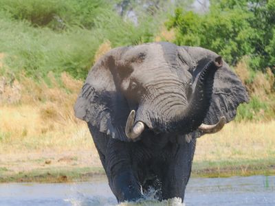 Elephant 071