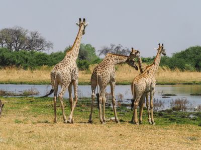 Giraffe 791