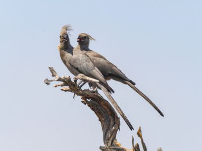 Go-away bird