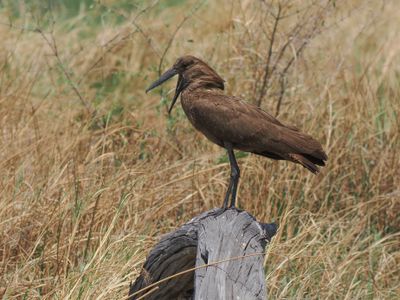 Hammerkop 234