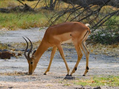 Impala 753