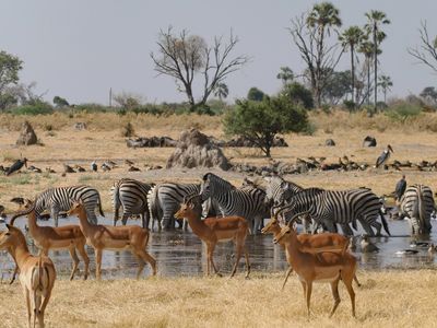 Impala and zebra 742