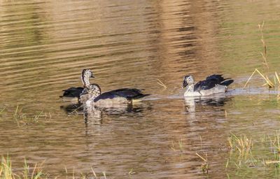 Knob bill duck 238