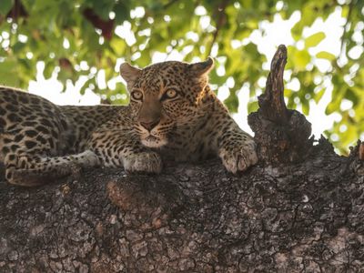 Leopard 136
