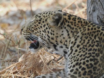 Leopard 175
