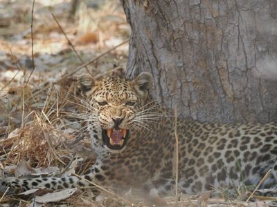 Leopard 206