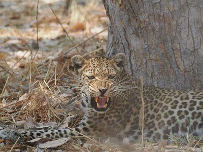 Leopard 209