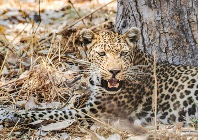 Leopard 213