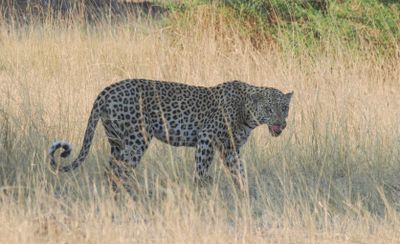 Leopard 956