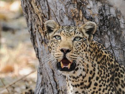 Leopard226
