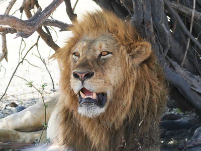 Lion 539