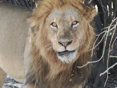 Lion 547