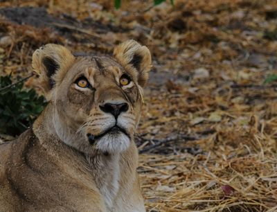 Lion 868
