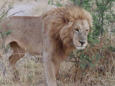 Lion 1967