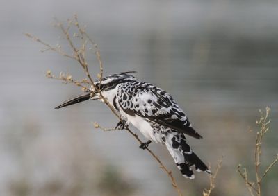 Pied kingfisher 2837
