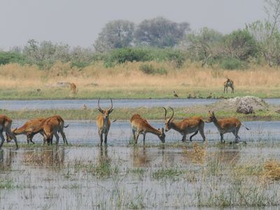 Red lechwe 063