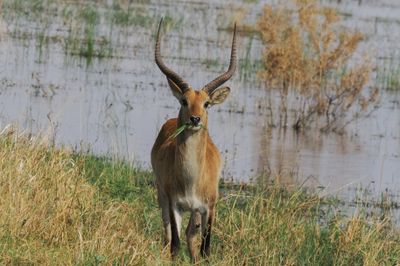 Red lechwe 122