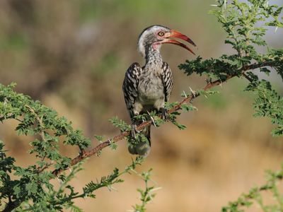 Redbilled hornbill 157