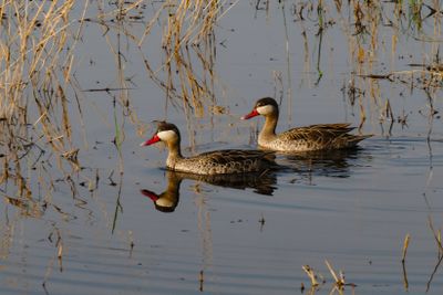 Redbilled teal 900