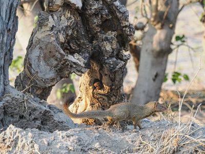 Slender mongoose 513