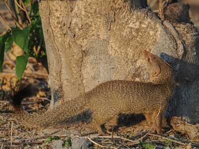 Slender mongoose 525