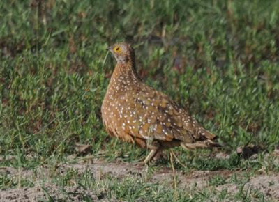 Spotted sandgrouse 387