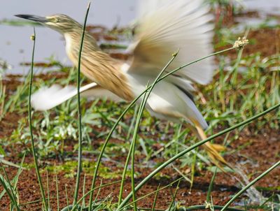 Squacco takeoff 406