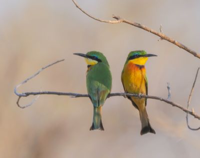Swallowtail beeeater 