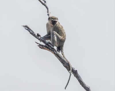 Vervet monkey 0907