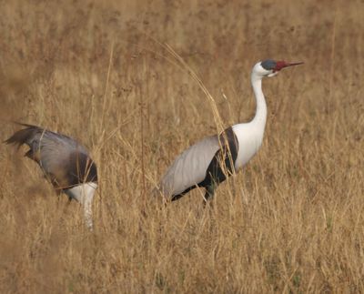 Wattled crane 369