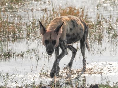 Wild dog 352
