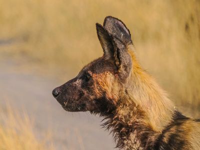 Wild dog 376