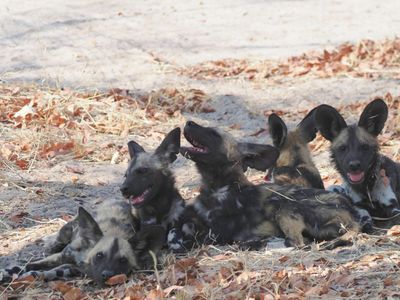 Wild dog 389