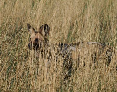 Wild dog 395