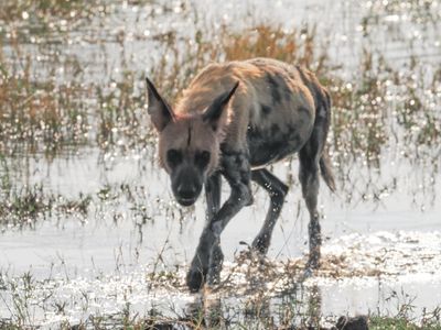 Wild dog 2352