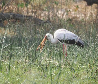 Yellowbill stork 398