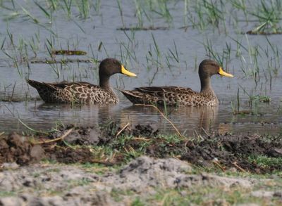 Yellowbilled duck 415