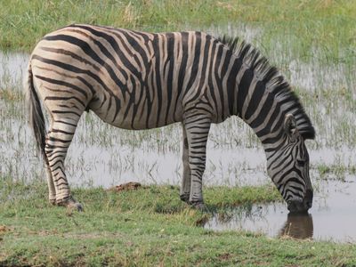 Zebra 818