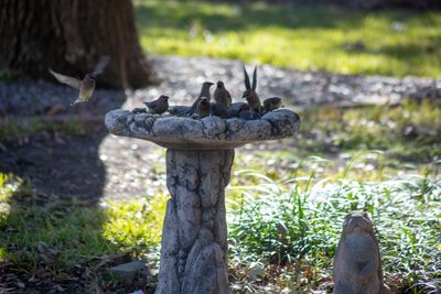 Cedar Waxwings Meeting at the Bath January 2025