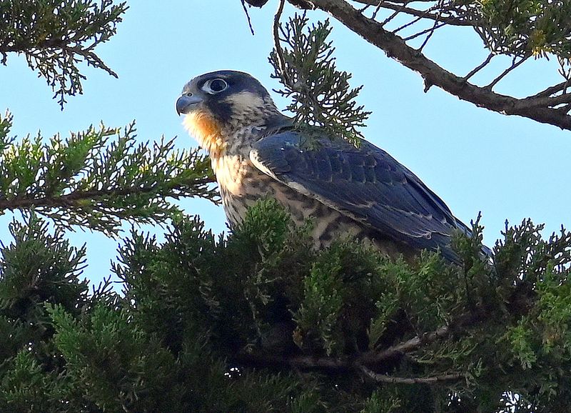 DSC_1513.JPG