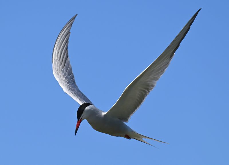 DSC_7435.jpg
