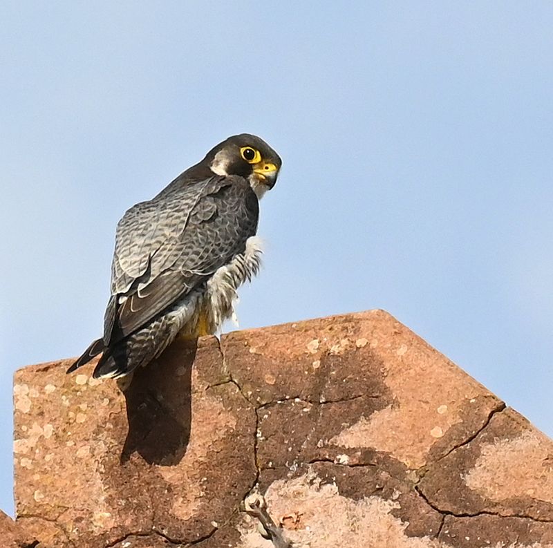 DSC_9720.JPG