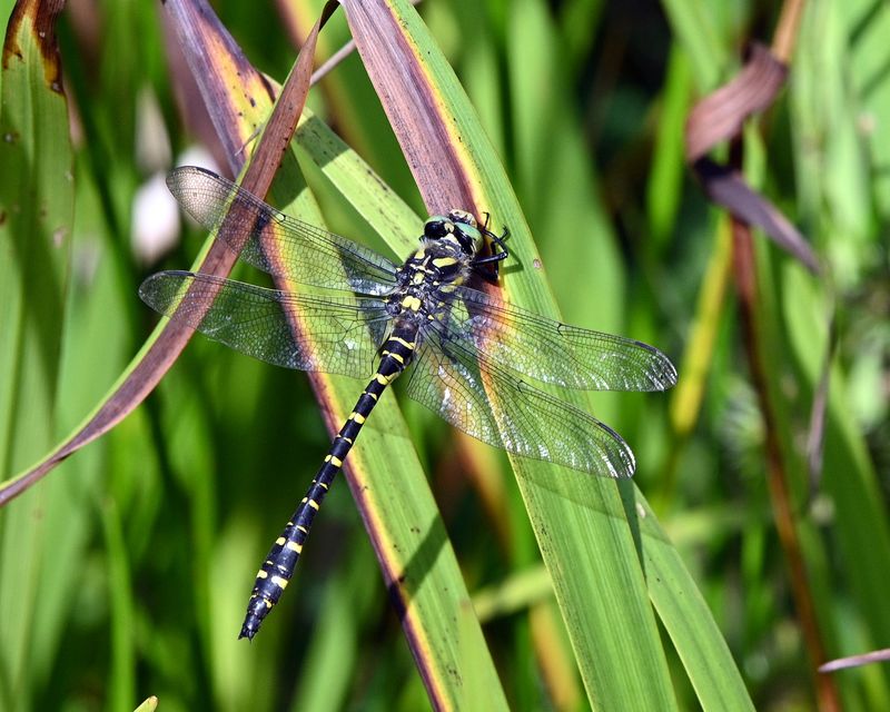 DSC_0487.JPG