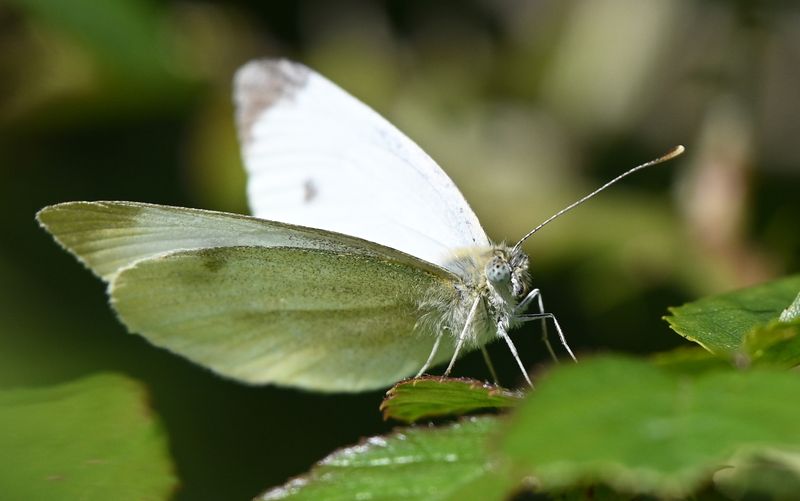 DSC_3964.JPG